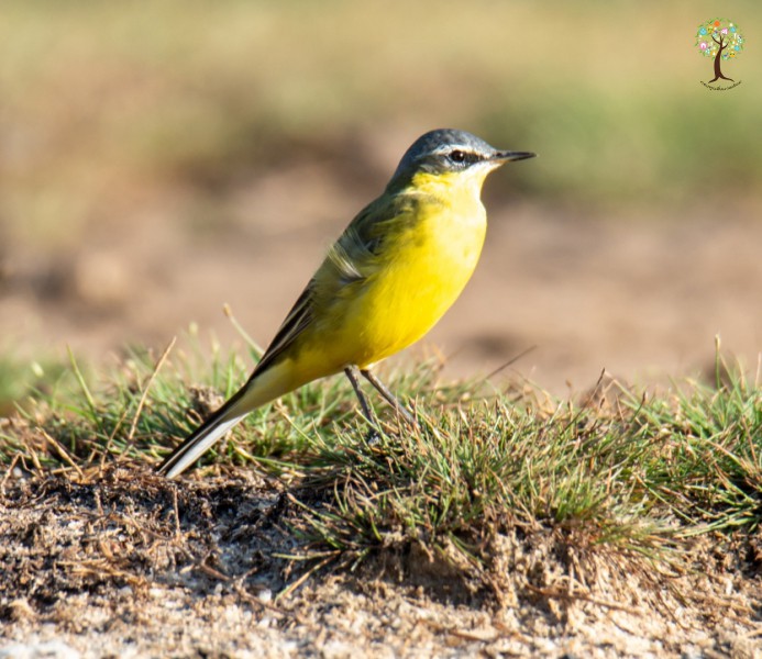 Motacilla tschutschensis