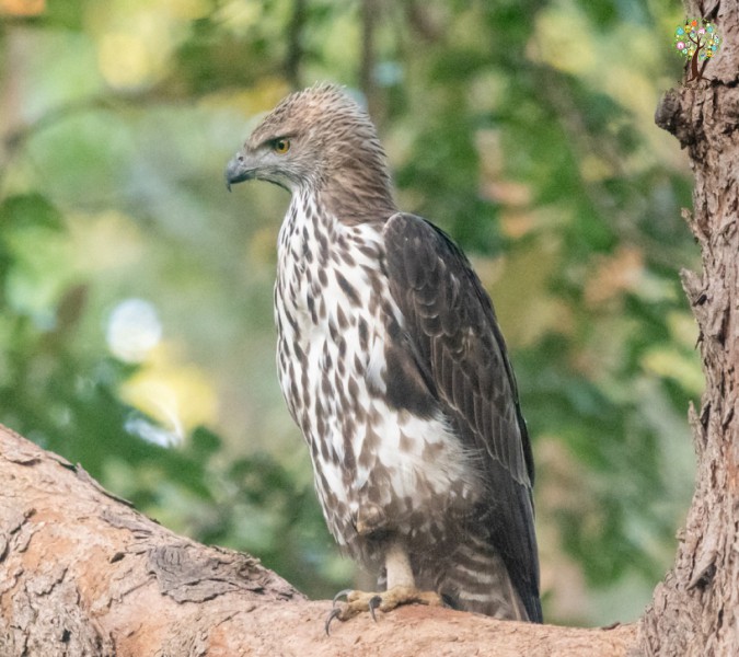 Nisaetus limnaeetus