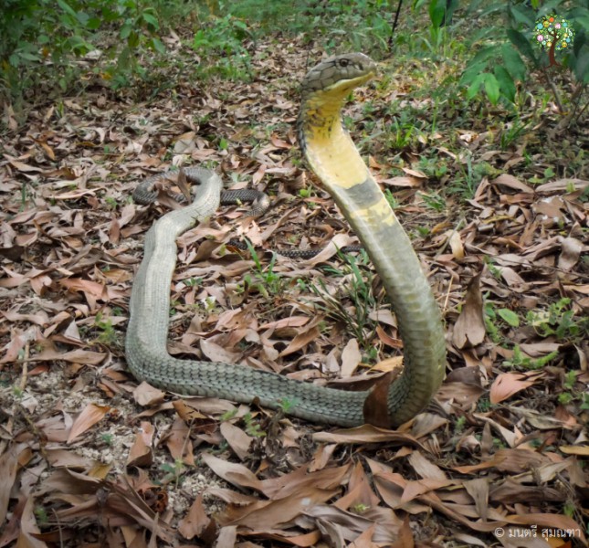 Ophiophagus hannah