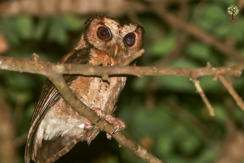 Otus lettia