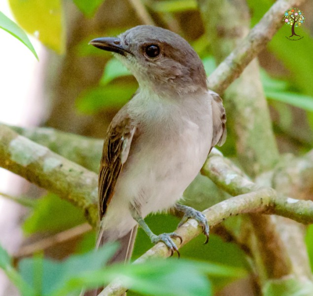 Pachycephala cinerea