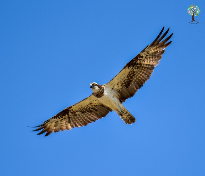 Pandion haliaetus