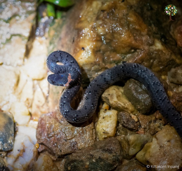 Pareas margaritophorus