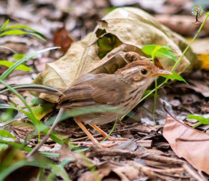 Pellorneum ruficeps