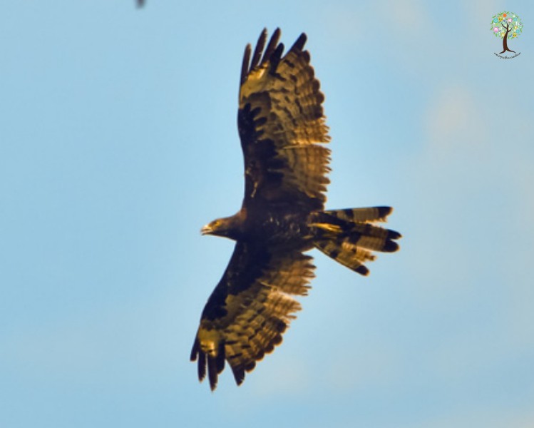 Pernis ptilorhynchus
