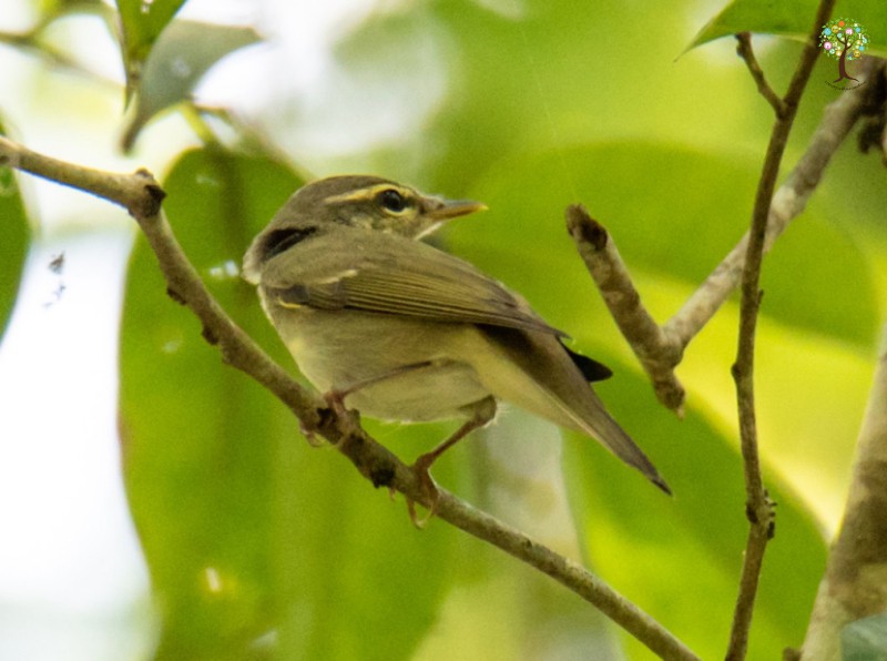 Phylloscopus borealis