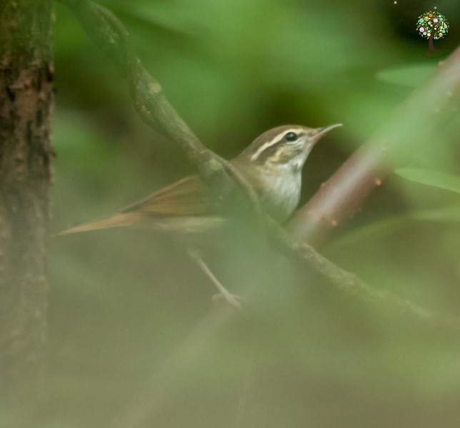 Phylloscopus tenellipes