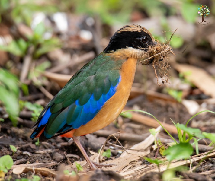 Pitta moluccensis