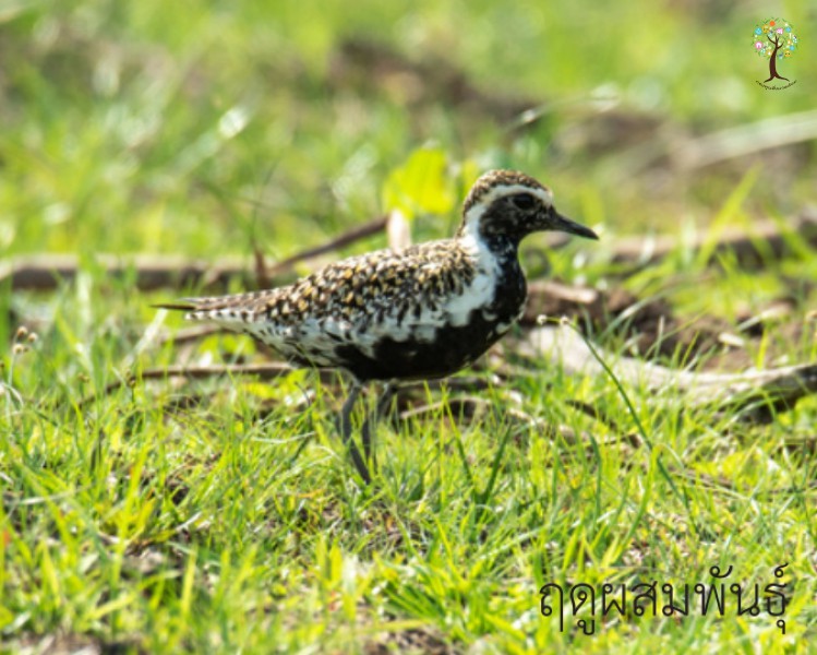 Pluvialis fulva