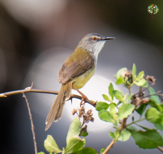 Prinia flaviventris