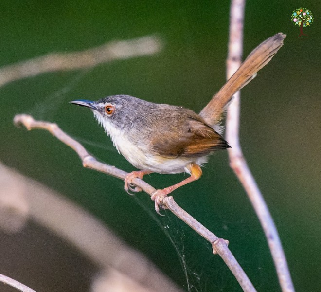 Prinia rufescens