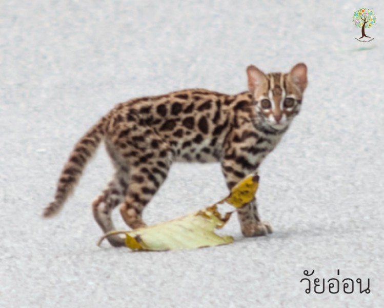 Prionailurus bengalensis