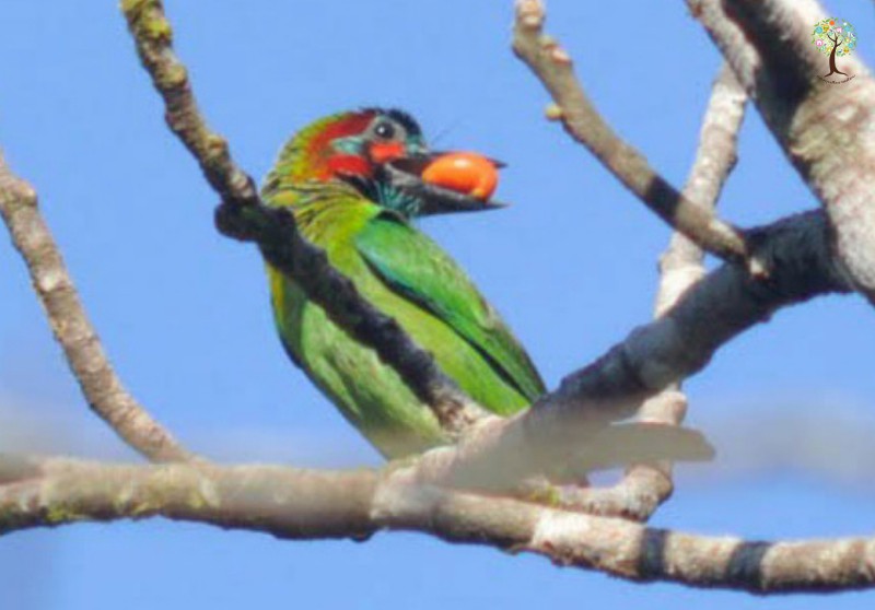 Psilopogon duvaucelii