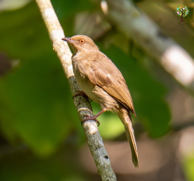 Pycnonotus brunneus