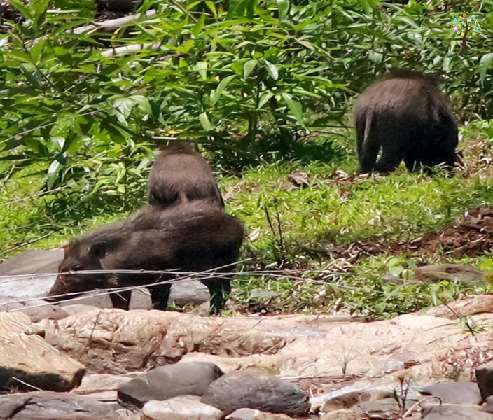 Sus scrofa