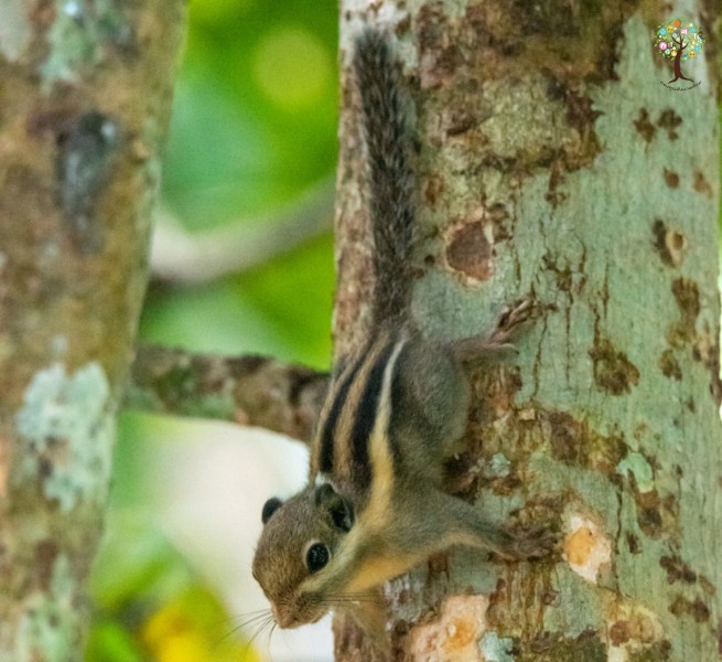 Tamiops macclellandi