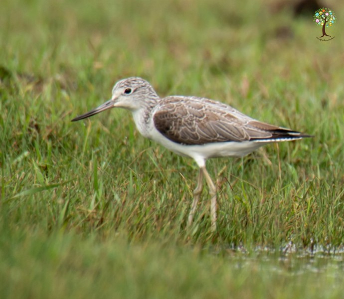 Tringa nebularia