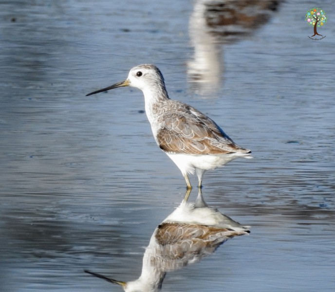 Tringa stagnatilis