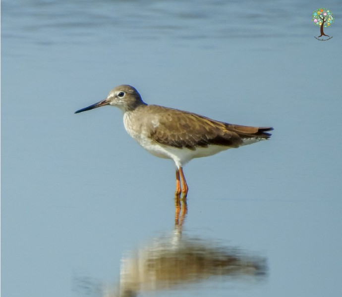 Tringa totanus