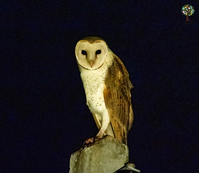 Tyto alba