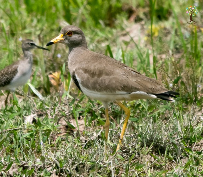 Vanellus cinereus