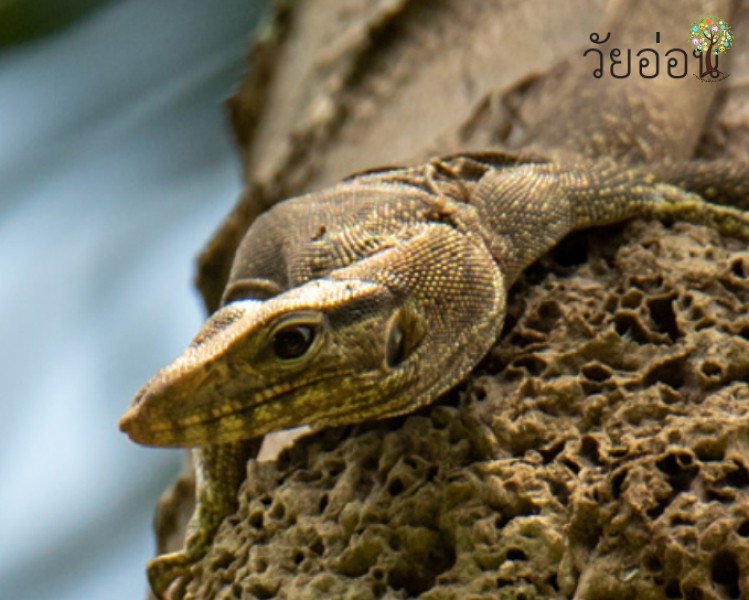 Varanus nebulosus
