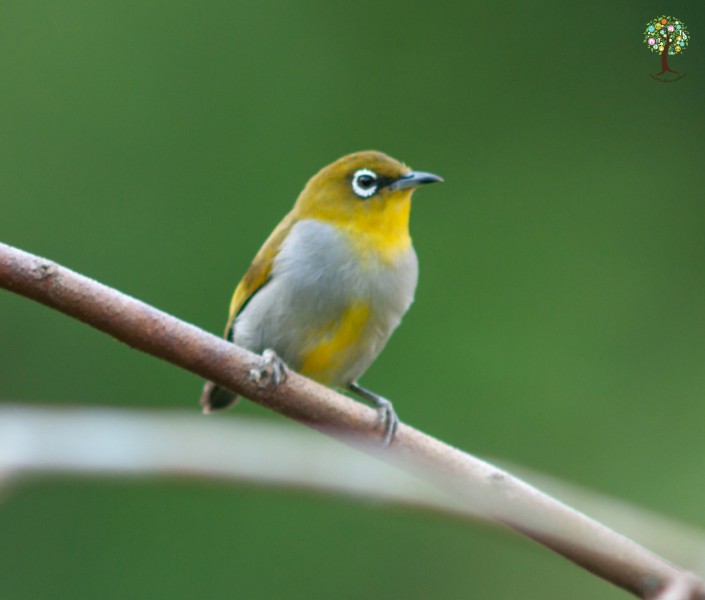 Zosterops auriventer