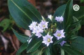 Gentiana hesseliana