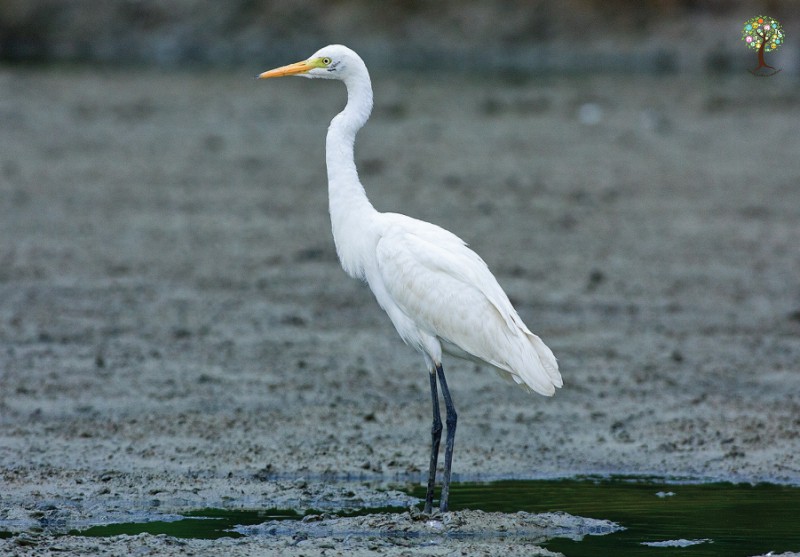 Ardea intermedia