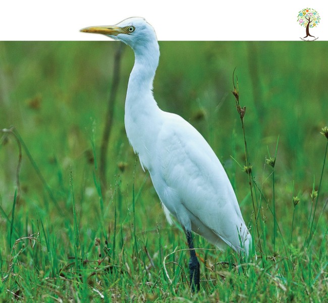 Bubulcus coromandus