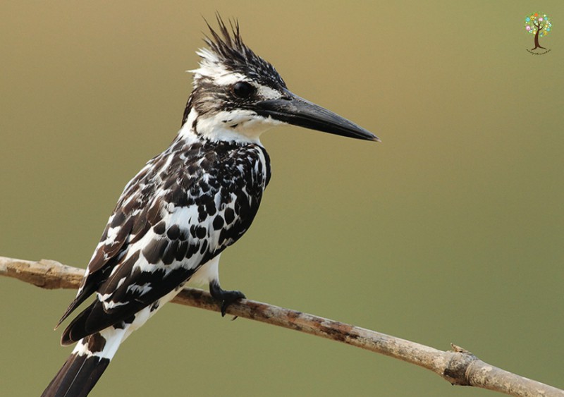 Ceryle rudis
