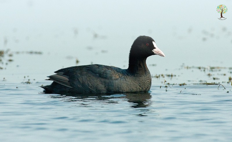 Fulica atra