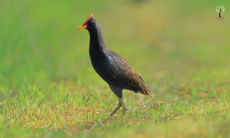 Gallicrex cinerea