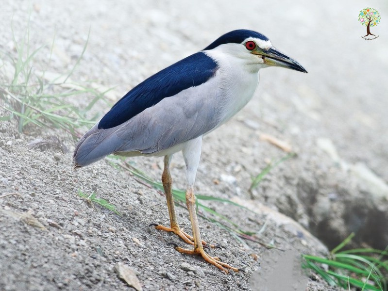 Nycticorax nycticorax