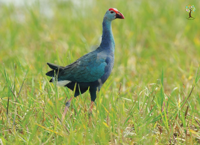 Porphyrio poliocephalus