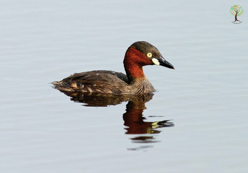Tachybaptus ruficollis