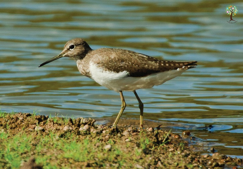 Tringa ochropus