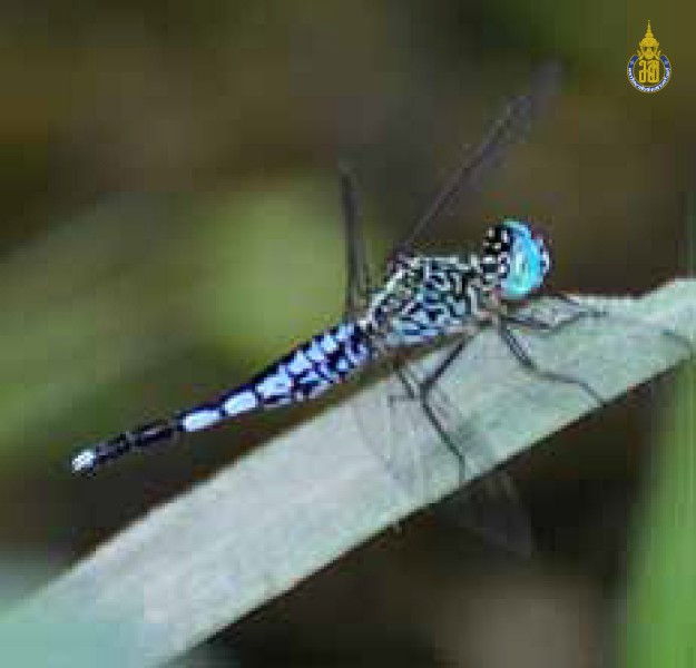 Acisoma panorpoides