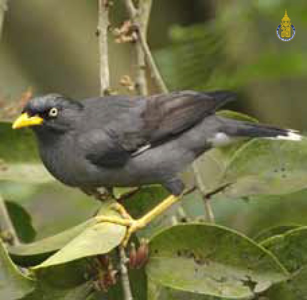 Acridotheres javanicus