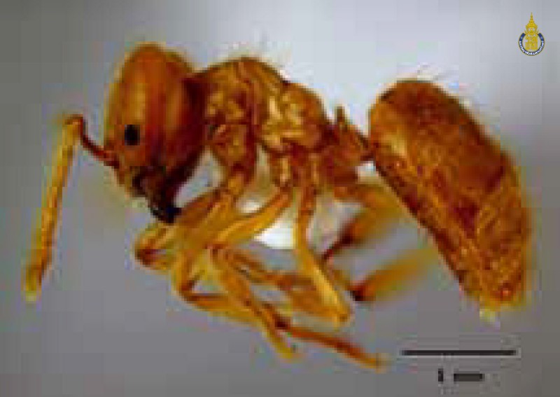 Acropyga acutiventris