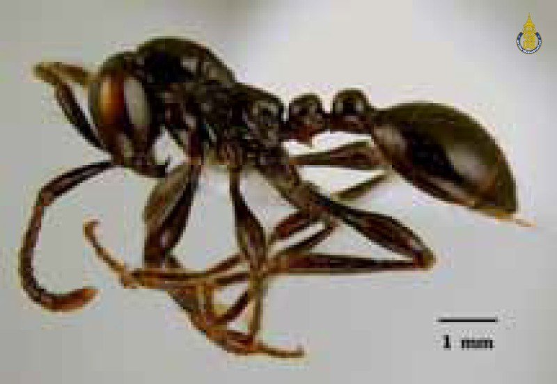 Aenictus laeviceps