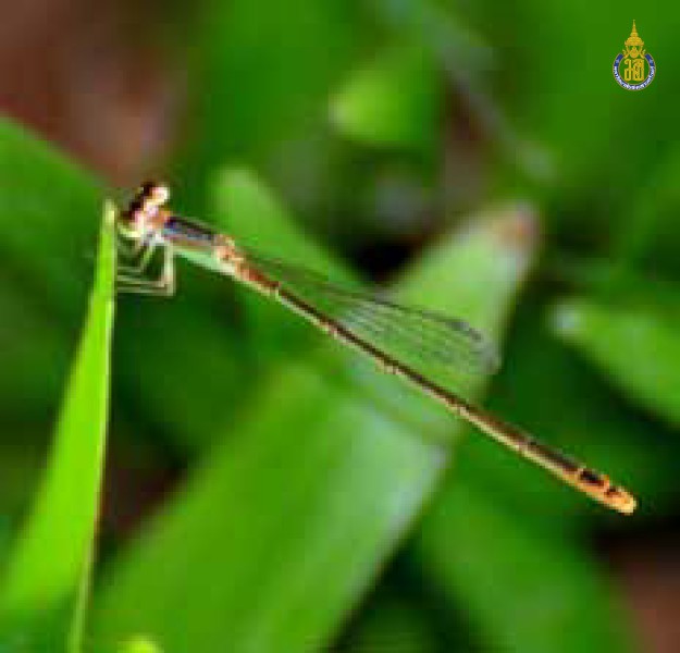 Agriocnemis pygmaea