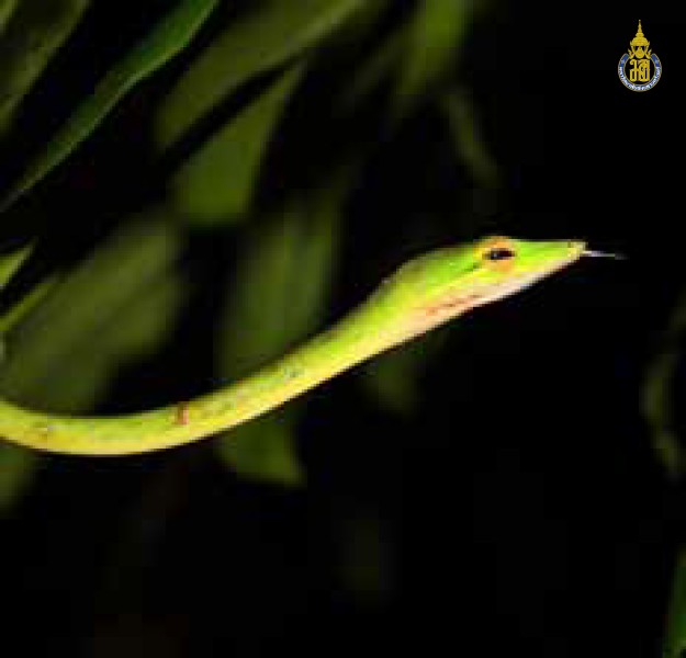 Ahaetulla mycterizans