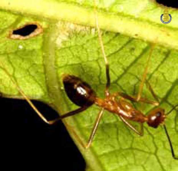 Anoplolepis gracilipes