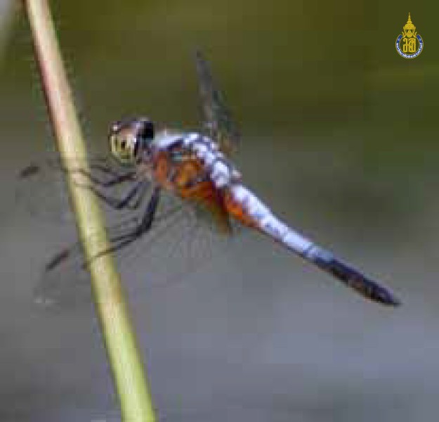 Brachydiplax chalybea