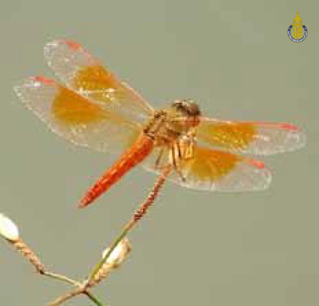 Brachythemis contaminata