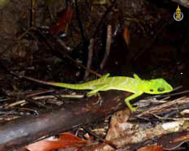 Bronchocela cristatella