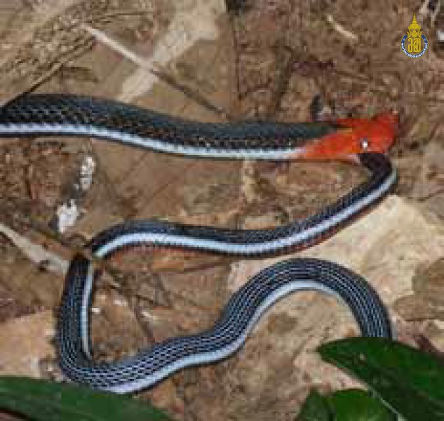Calliophis bivirgata