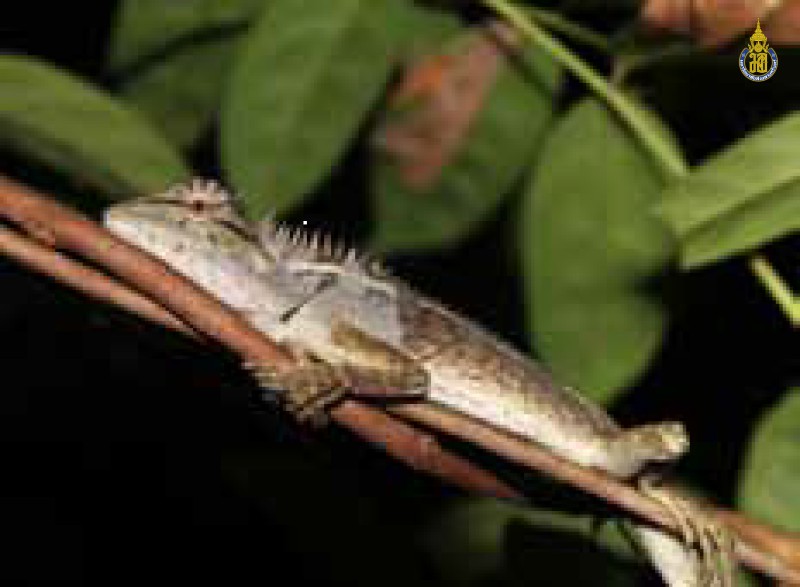 Calotes emma