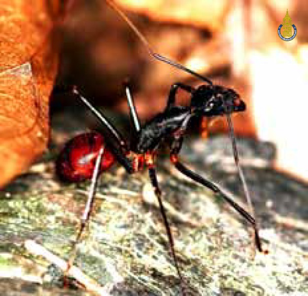 Camponotus gigas